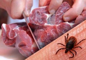عبور گوشت از «پیش سرد»، یکی از راه های مهم در پیشگیری از تب کریمه کنگو