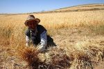 پیش بینی برداشت ۲۲۰ تن گندم در اصفهان
