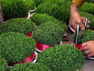 چطور سبزه عید درست کنیم/ از چه بذرهایی استفاده کنیم و کی بکاریم؟