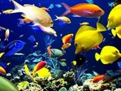 اشتغال ۲ هزار نفری ماهی زینتی در اصفهان/ کاشان در صدر تولیدکنندگان