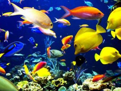 بیش از یک دهه، اصفهان برترین استان تولید کننده ماهی زینتی است/ ترکیه و عراق مشتری های خارجی ماهی نصف جهان