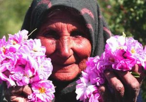 روایتی از مزارع گل محمدی و گلاب گیری در کاشان/ آیا در گلاب آب می ریزند؟