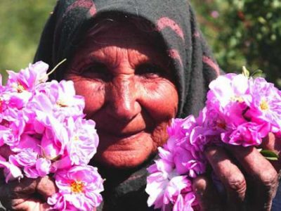 روایتی از مزارع گل محمدی و گلاب گیری در کاشان/ آیا در گلاب آب می ریزند؟