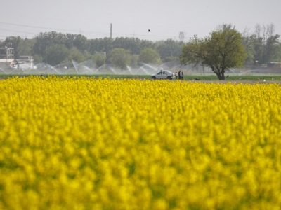 افزایش شیوع آفت ملخ در مزارع شهرستان کاشان