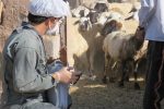 واکسیناسیون رایگان بیش از ۷۹ هزار دام سبک در مناطق عشایری شرق شهرستان اصفهان علیه بیماری تب برفکی