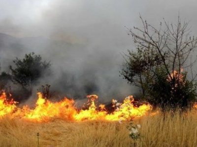 امسال ۲۴ و نیم هکتار از پوشش گیاهی دچار حریق شده است