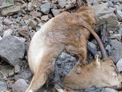 فشار خشکسالی باعث تشدید بیماری های زمینه ای در حیات وحش می شود