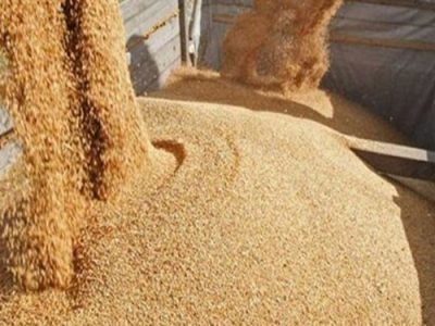 توزیع ۱۷۰۰ تن نهاده‌های دامی بین مرتع‌داران استان اصفهان