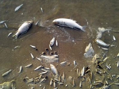 تلفات جدیدی در ماهیان سد کوچری مشاهده نشده است/ نمونه ماهی های تلف شده برای انجام تحقیقات بیشتر به تهران ارسال شد