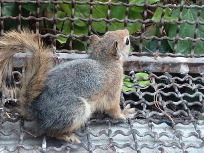 تحویل، تیمارداری و رهاسازی سنجاب ایرانی در عرصههای طبیعی استان اصفهان