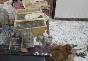 دستگیری متخلفان ۲۶ پرنده سهره طلایی در شهرستان فریدونشهر