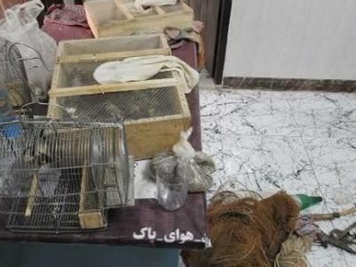 دستگیری متخلفان ۲۶ پرنده سهره طلایی در شهرستان فریدونشهر