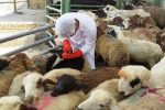 نظارت بهداشتی کارشناسان دامپزشکی استان اصفهان بر کشتار بیش از یک هزار و ۵۰۰ راس دام سبک و سنگین نذری در ایام تاسوعا و عاشورا