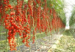 ۲۴۰۰ هکتار سطح کشت گلخانه ای در اصفهان/ هفته ای سه پرواز چارتر محصولات کشاورزی استان را به کشور های مختلف صادر می کند