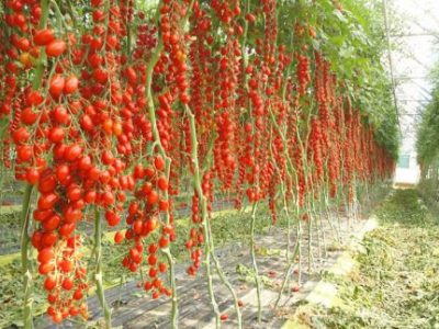 ۲۴۰۰ هکتار سطح کشت گلخانه ای در اصفهان/ هفته ای سه پرواز چارتر محصولات کشاورزی استان را به کشور های مختلف صادر می کند