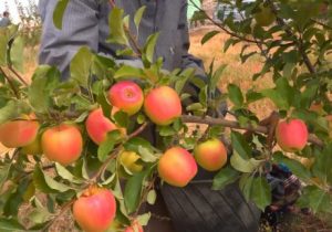 پیش بینی برداشت ۲۱۵ هزار تن سیب در استان اصفهان