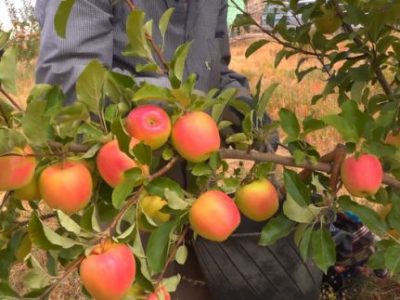 پیش بینی برداشت ۲۱۵ هزار تن سیب در استان اصفهان