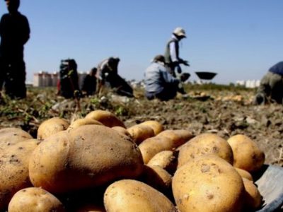 کاهش ۹۰۰ هکتاری سطح زیر کشت اول سیب زمینی در اصفهان/ توزیع تدریجی محصولات برای کنترل بازار