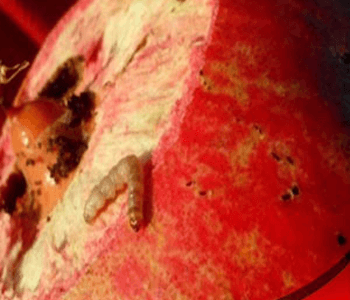 عکس نوشت| ۱۵ درصد از باغات اصفهان از افت انار خسارت دیدند