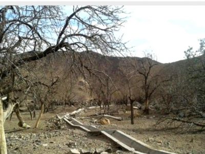 توزیع بیش از هزار تانکر آب برای آبیاری باغات/ لایروبی قنوات و استفاده از مالچ پلاستیکی بخشی از اقدامات در شرایط خشکسالی