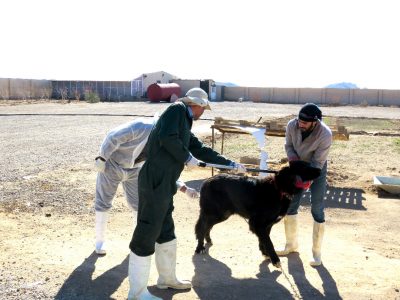 افزایش ۵۳ درصدی پوشش واکسیناسیون هاری در استان اصفهان/ تزریق بیش از ۲۰ هزار دوز واکسن هاری در جمعیت سگ های استان