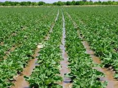 پیش بینی برداشت ۹۰ هزار تن چغندر قند در استان اصفهان