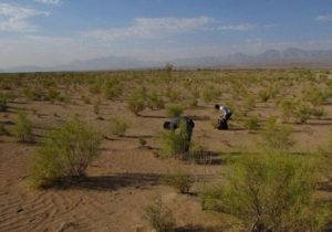 عکس نوشت| نهال کاری ۱۲۰ هکتار اراضی بیابانی در حاشیه روستای یک لنگی