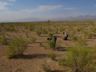 عکس نوشت| نهال کاری ۱۲۰ هکتار اراضی بیابانی در حاشیه روستای یک لنگی