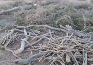 کشف و ضبط ۲۱۰ کیلوگرم چوب تاغ در جنگل‌های دست کاشت سجزی