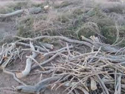 کشف و ضبط ۲۱۰ کیلوگرم چوب تاغ در جنگل‌های دست کاشت سجزی