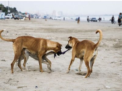 عکس نوشت| پیامدهای حضور سگ های ولگرد در مناطق تحت مدیریت محیط زیست