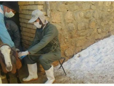 اجرای اردوی جهادی شبکه دامپزشکی به مناسبت ایام دهه مبارک فجر در شهرستان شهرضا