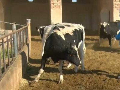 عکس نوشت| ذخیره سازی گوشت ۴ هزار رأس گوساله نر پرواری در اصفهان