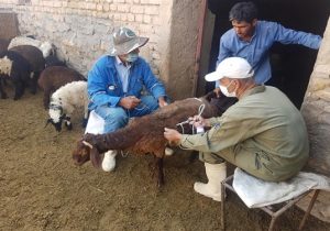 عملیات واکسیناسیون دام های سبک و سنگین علیه بیماری تب برفکی در شهرستان خوانسار و روستاهای تابعه اجرا شد