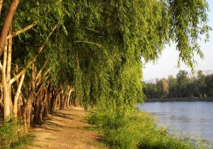 عکس نوشت| احیای دوباره ناژوان در گرو جریان دائمی زنده رود است