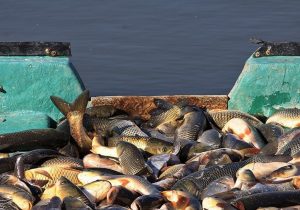 عکس نوشت| سرانه مصرف آبزیان در اصفهان ۱۱ کیلوگرم است