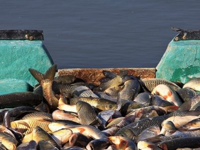 عکس نوشت| سرانه مصرف آبزیان در اصفهان ۱۱ کیلوگرم است