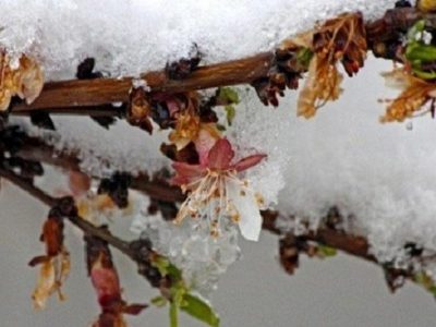 عکس نوشت| افت محسوس دما و یخبندان مهمان پایان هفته اصفهانی ها