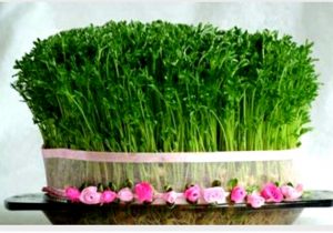 حذف گندم از بذر سبزه عید یک قدم موثر/ برای سبزه از چه بذری استفاده کنیم؟