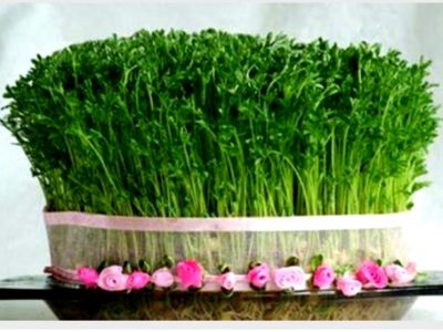 حذف گندم از بذر سبزه عید یک قدم موثر/ برای سبزه از چه بذری استفاده کنیم؟