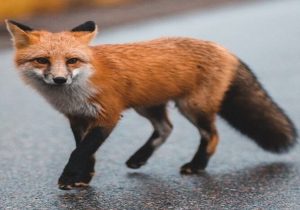 عکس نوشت| باز شدن پای روباه ها به اصفهان برای یافتن غذا