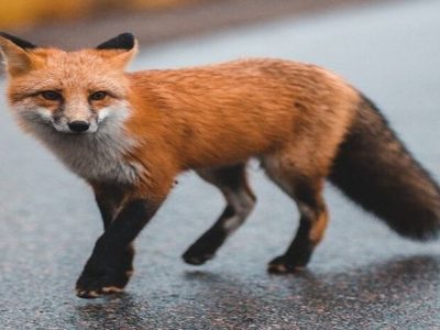 عکس نوشت| باز شدن پای روباه ها به اصفهان برای یافتن غذا