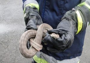 عکس نوشت| هشدار آتش نشانی: همزمان با شروع فصل گرما، مراقب مارها باشید
