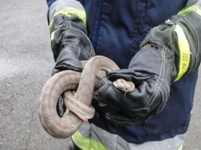 عکس نوشت| هشدار آتش نشانی: همزمان با شروع فصل گرما، مراقب مارها باشید