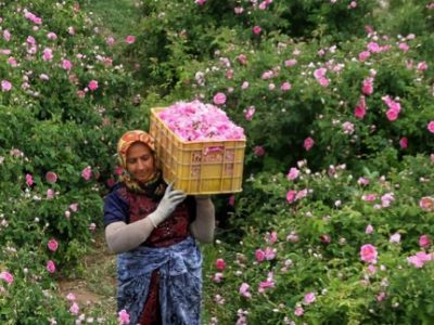 برداشت گل محمدی از اواسط فروردین آغاز شده است/ پیش بینی تولید ۱۲ هزار تن گل محمدی در استان اصفهان