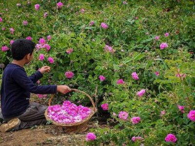 پیش بینی برداشت ۱۲۰۰۰ تن گل از مزارع گل محمدی استان اصفهان