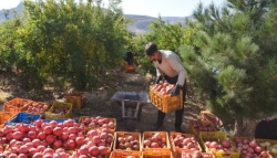 شهرضا با تولید سالیانه ۲۵ هزار تن انار رتبه‌ اول استان را دارد