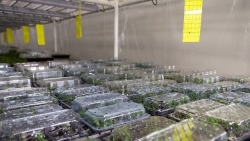 تولید ۲.۵ میلیون اصله نهال به روش کشت بافت در اصفهان