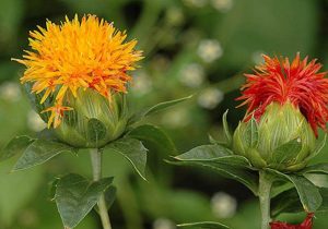 اصفهان مهم ترین و بزرگترین استان در زمینه تولید گلرنگ