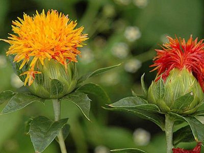 اصفهان مهم ترین و بزرگترین استان در زمینه تولید گلرنگ